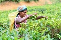 Tamil woman from Sri Lanka breaks tea leaves